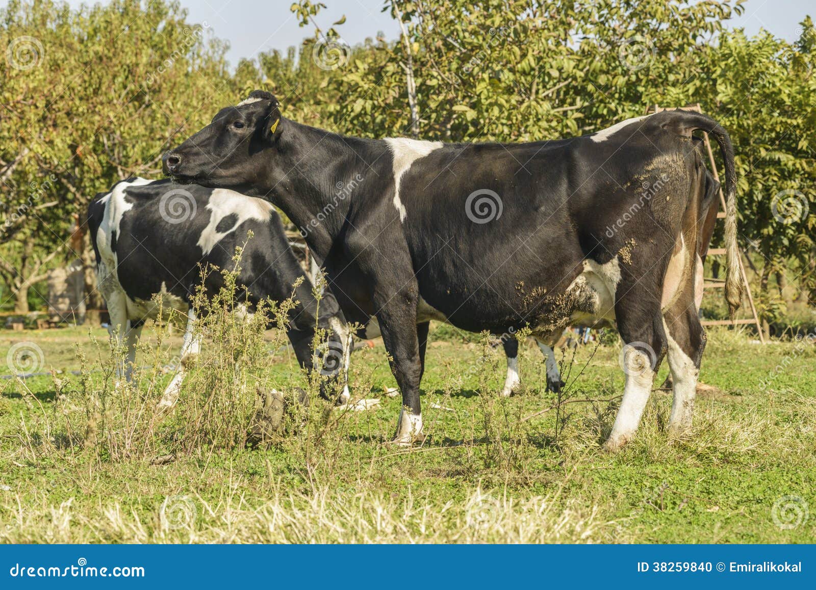 Cow farm stock photo. Image of barn, scene, large, hide - 38259840