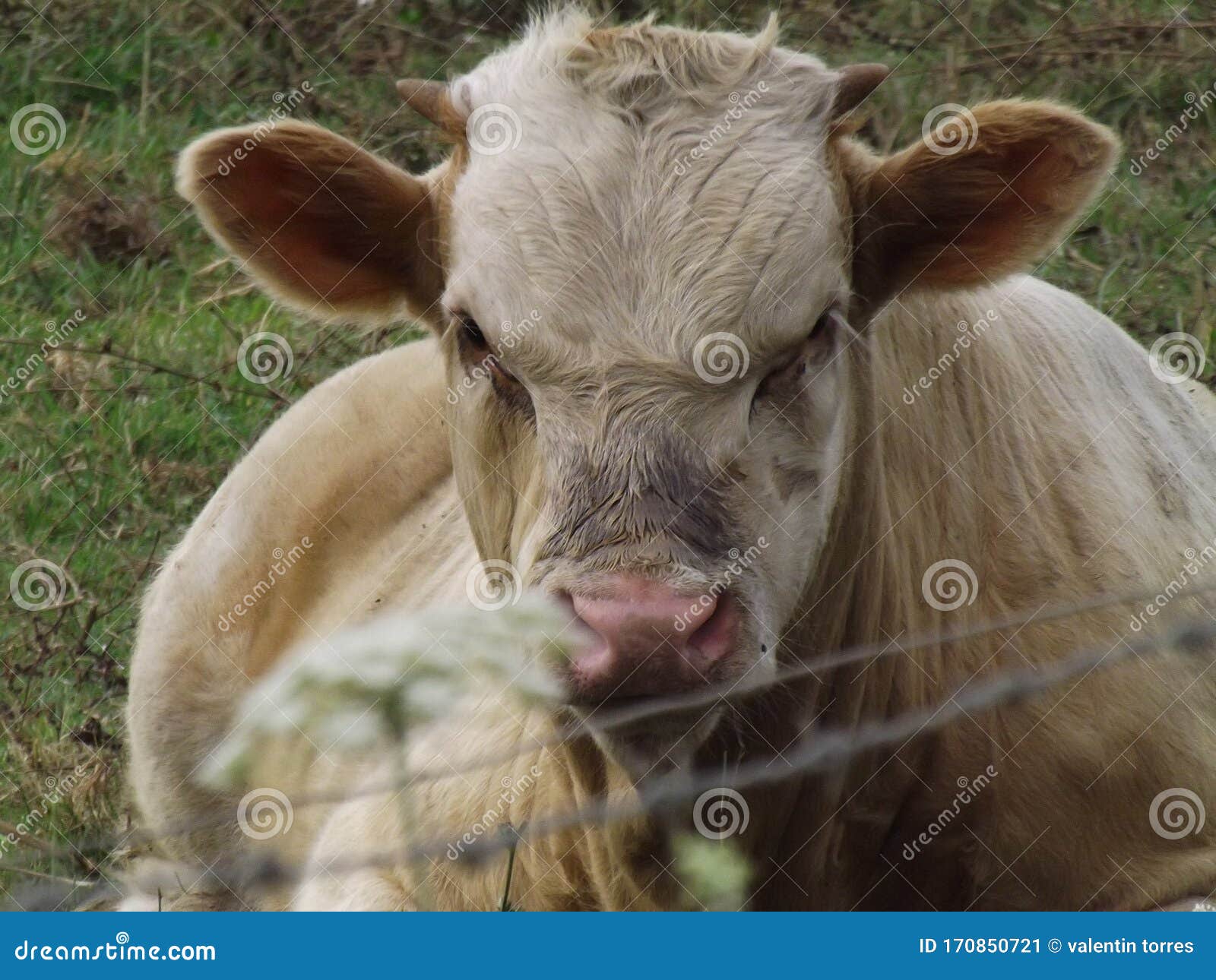 A Cow in a Farm in Linares Chile Stock Image Image of vacuno, milk