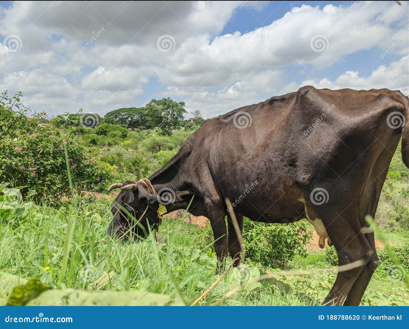 Cow Feeding Eating Grass in Grass Lands Green Stock Photo Image of