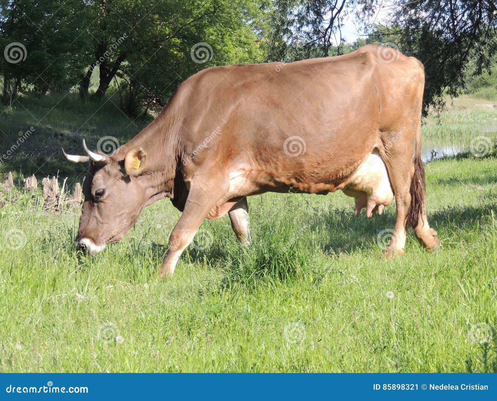 Cow stock image. Image of herbivore, animal, milk, mammal 85898321