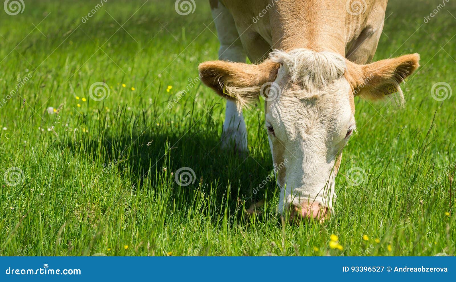 Cow Feeding on a Green Pasture Stock Image Image of bovine, grassfed