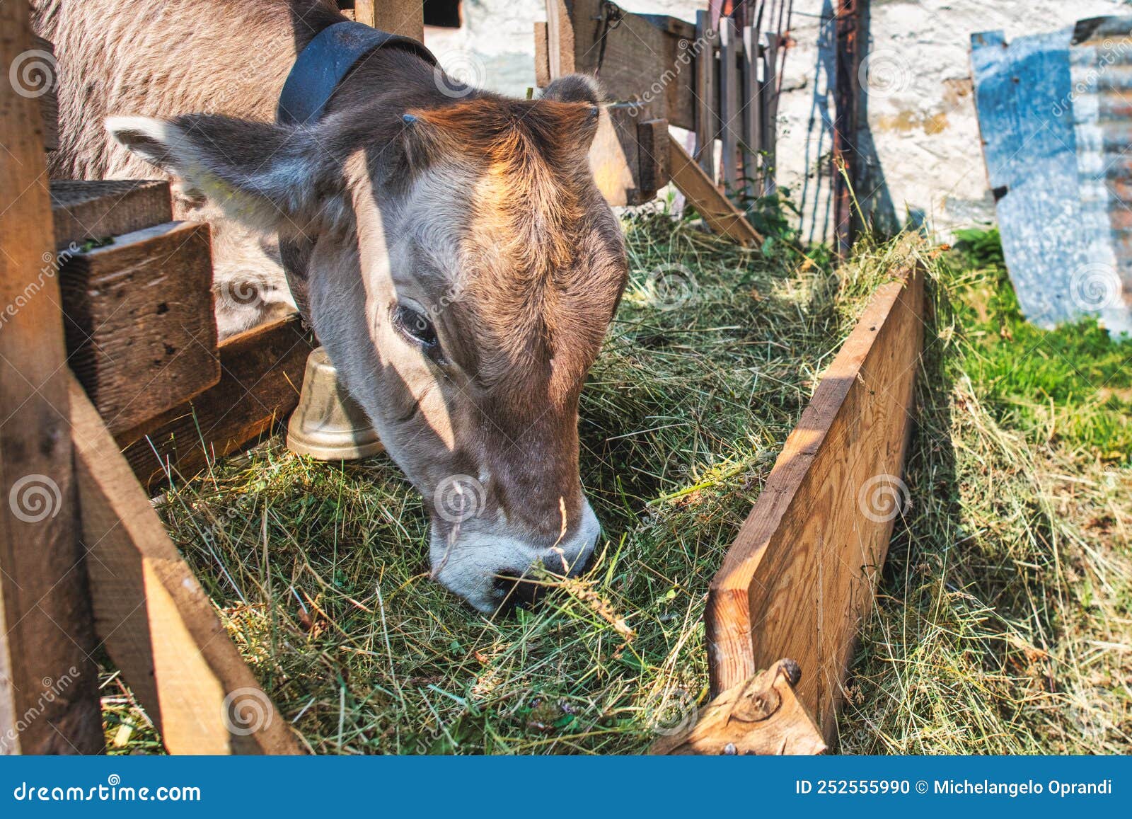 A Cow Feeds on Grass from a Feeder Stock Photo Image of chew, farm
