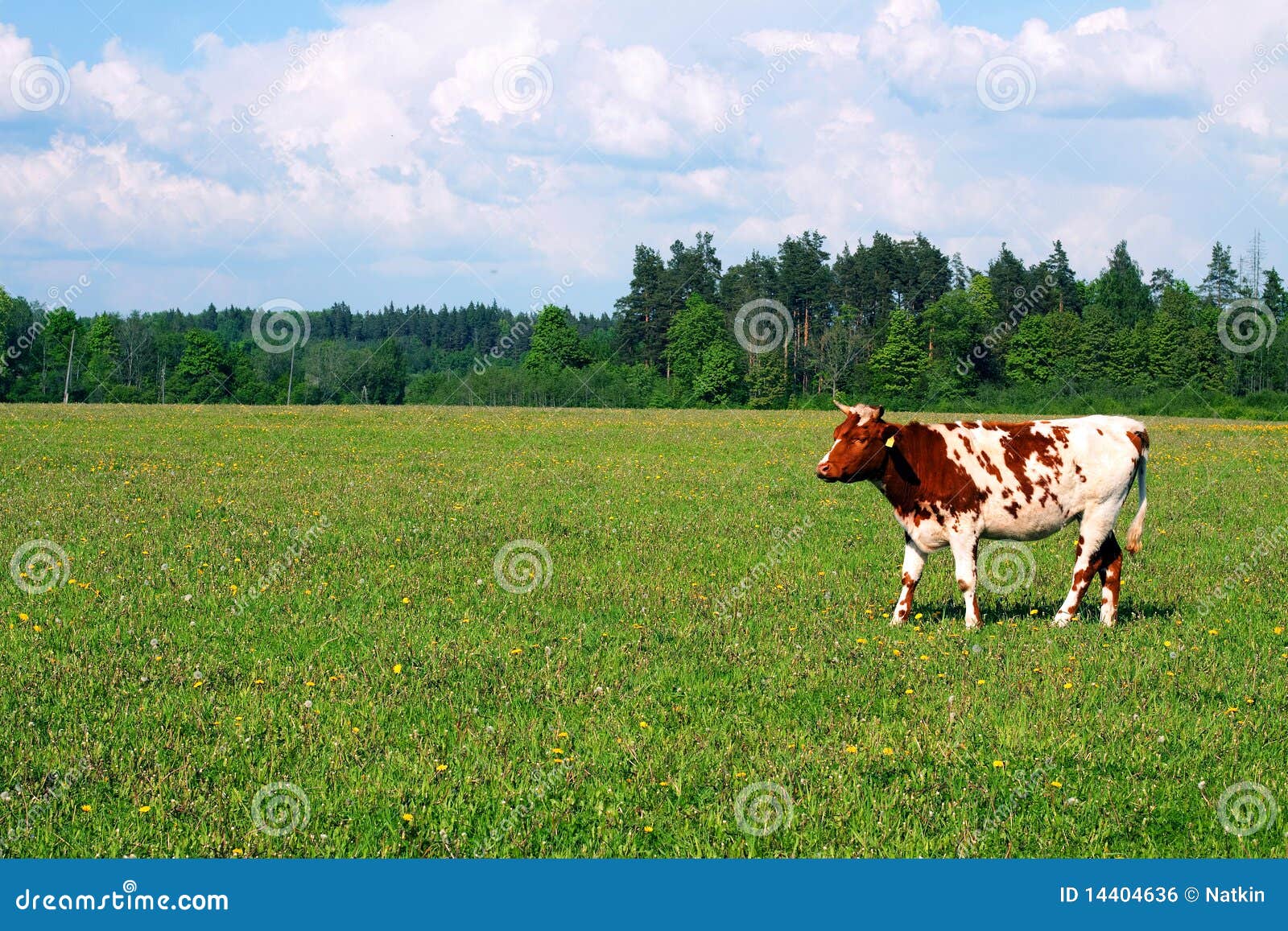 cow on the field, bovine on the skyline