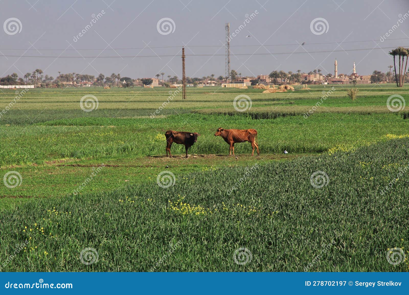 The Cow on Field of Grass in Abydos, Egypt, Africa Stock Image Image