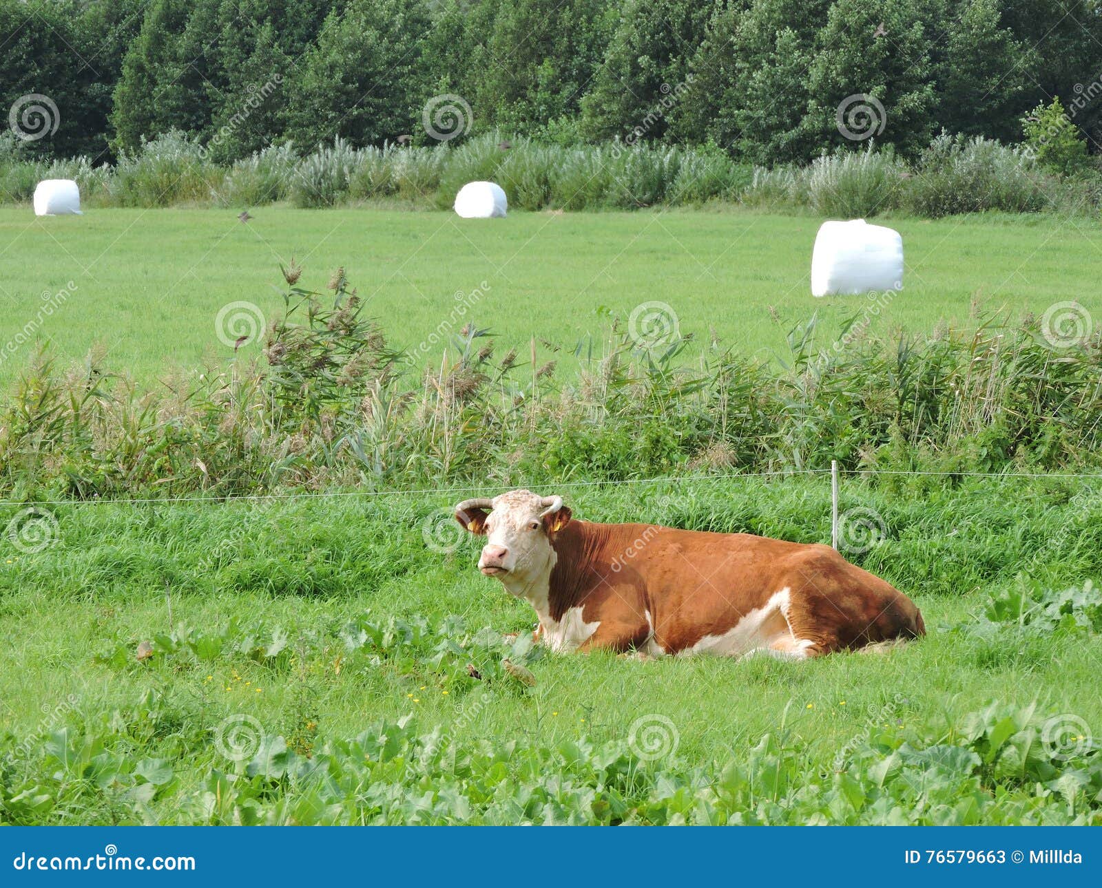 Cow in field, Lithuania stock image. Image of place, beautiful - 76579663