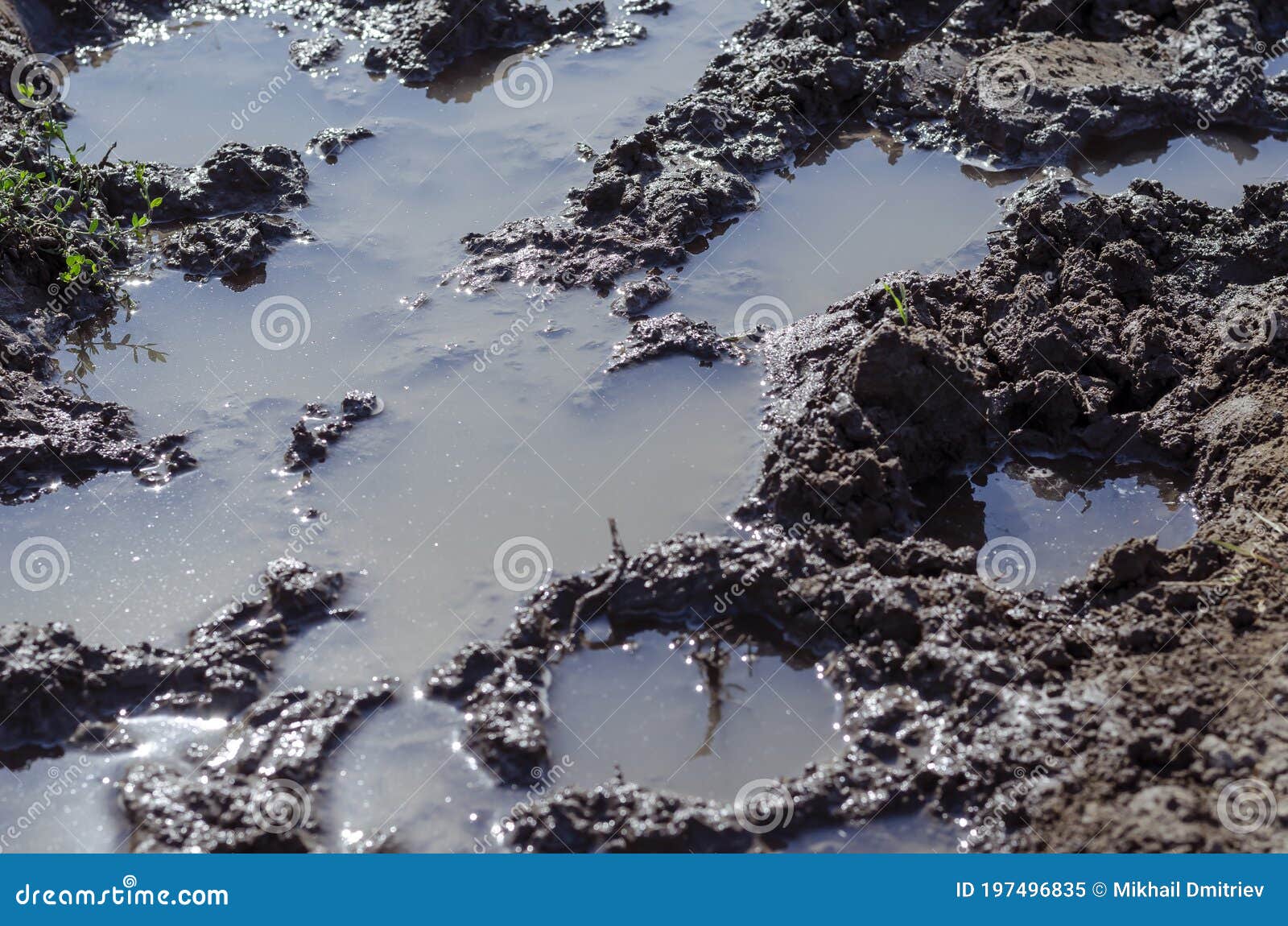 cow footprints in wet black soil