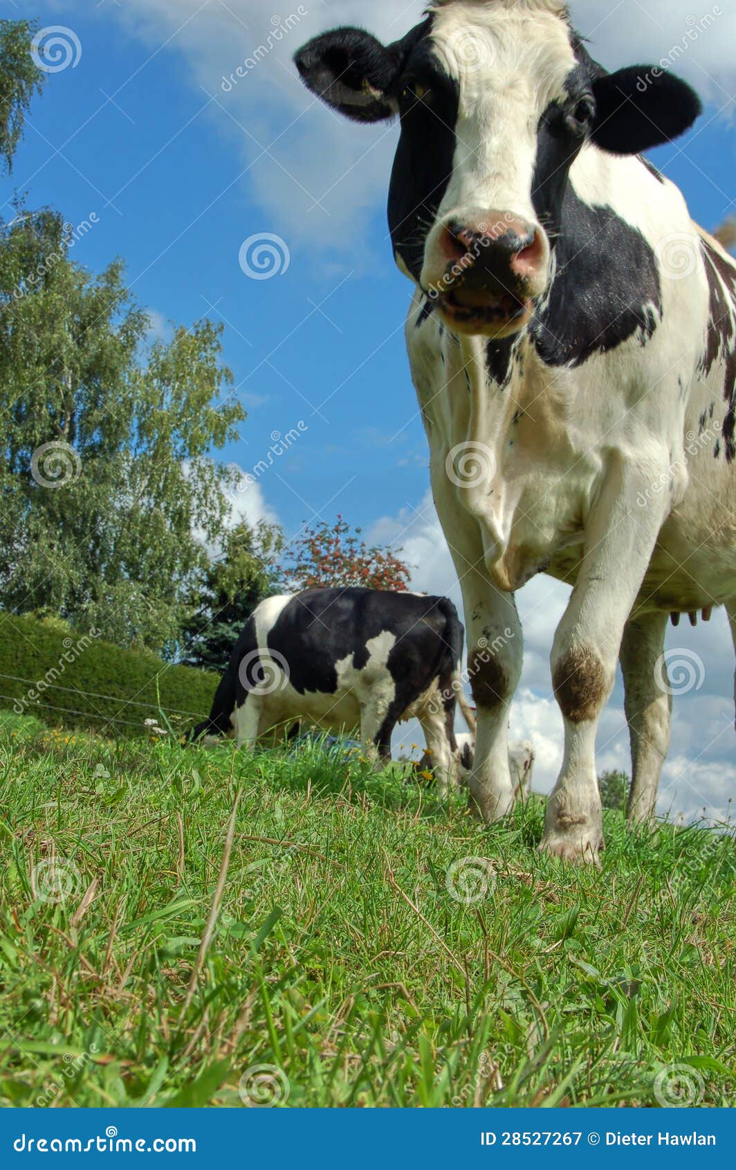 Cow from Frog Perspective stock image. Image of nature 28527267