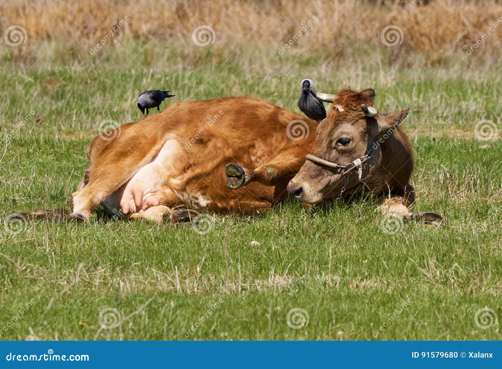 cow getting pecked by birds