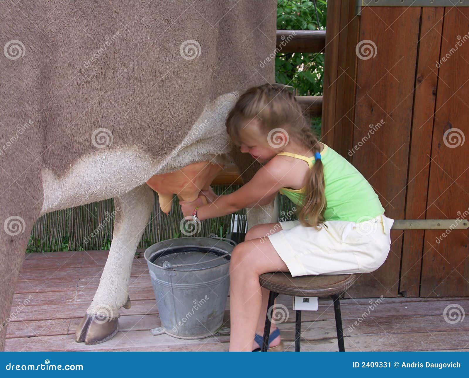 Cow And Girl 02 Stock Image Image Of Girls Holstein 24