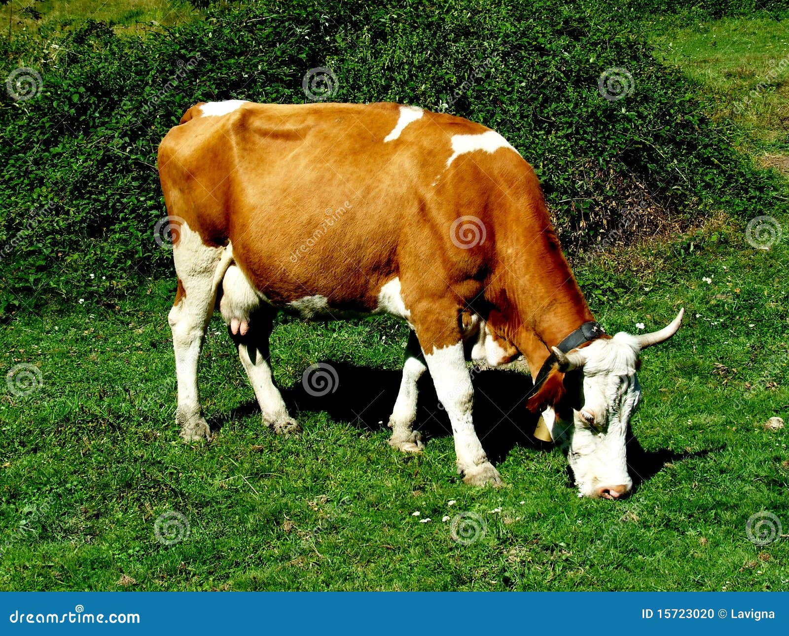 cow grazing