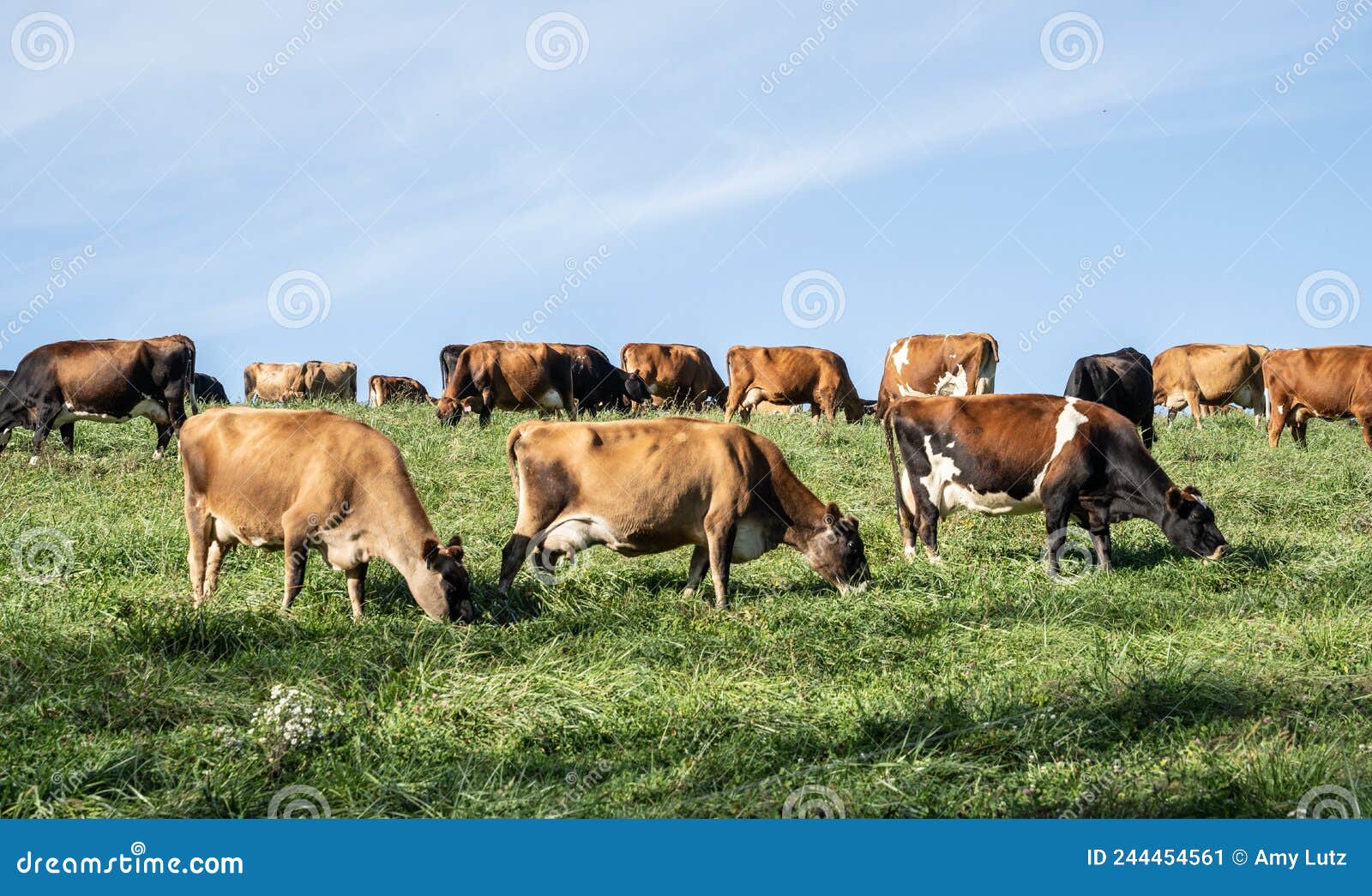 cow grazing in field in rural pennsylvania
