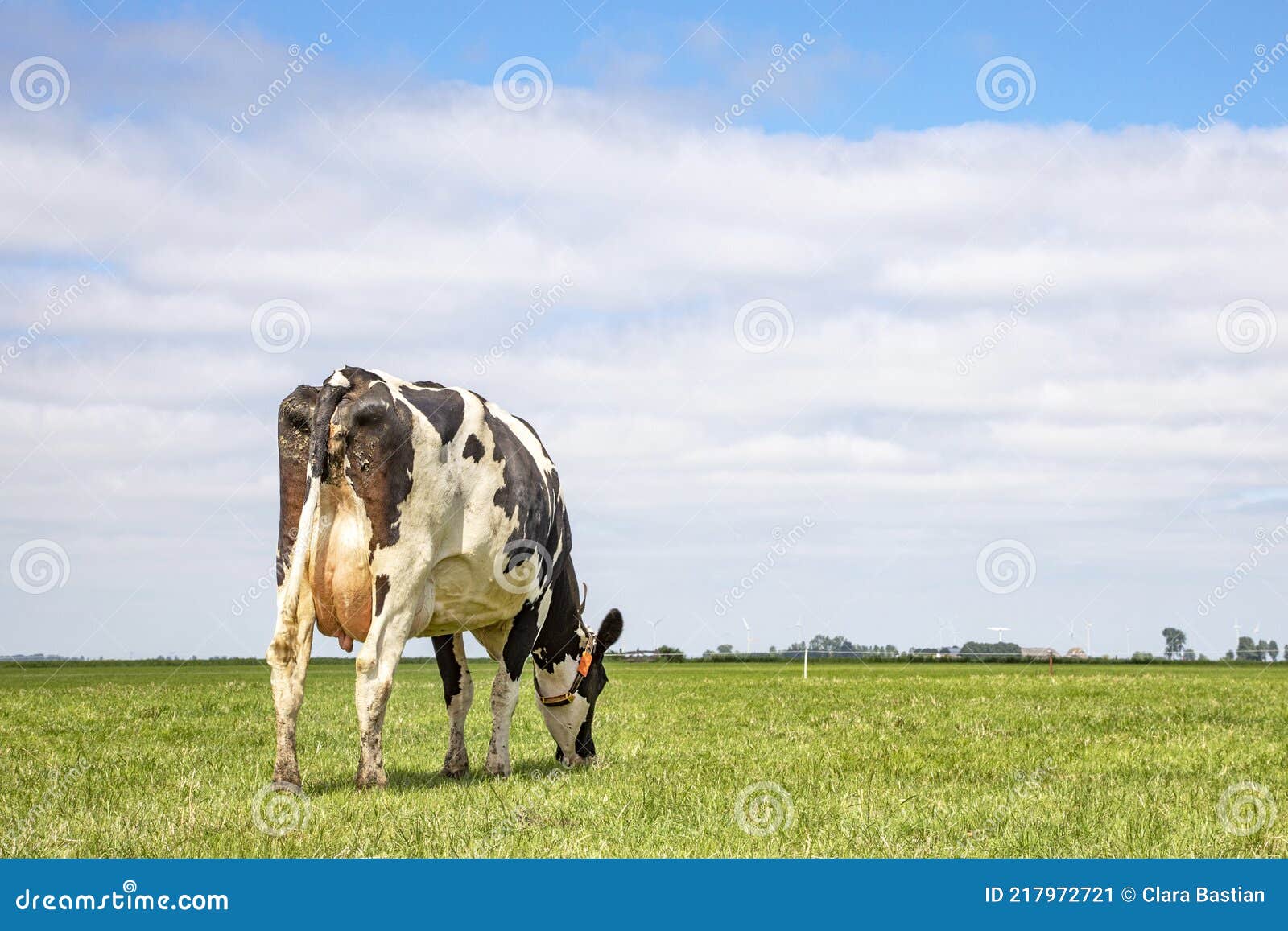 Cow Grazing on Green Grass in a Wide Panoramic Meadow with Low Horizon ...