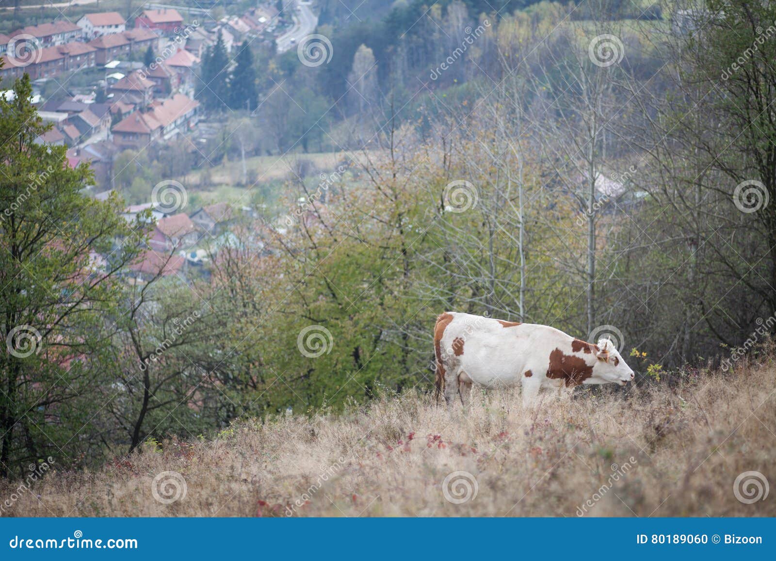 Cow grazing on hill stock photo. Image of hillside, pastoral 80189060