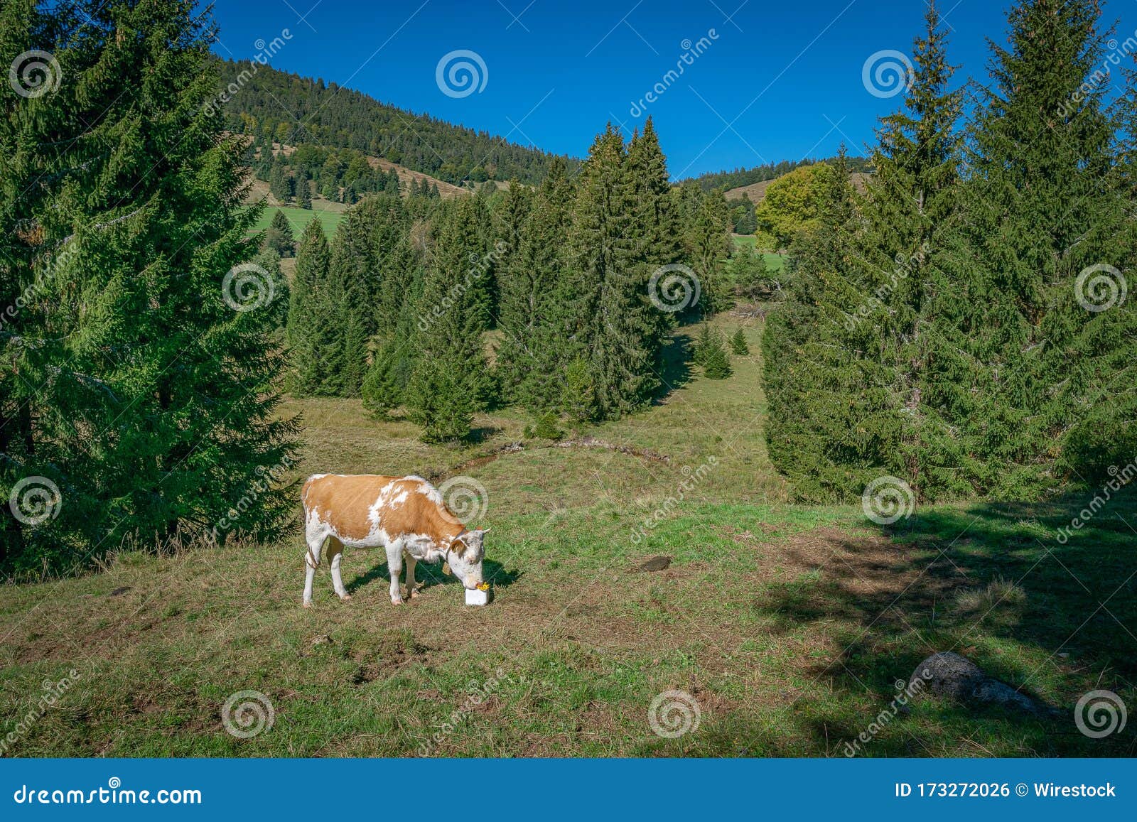 Cow Grazing on a Hill with Pine Trees Under a Clear Blue Sky Stock