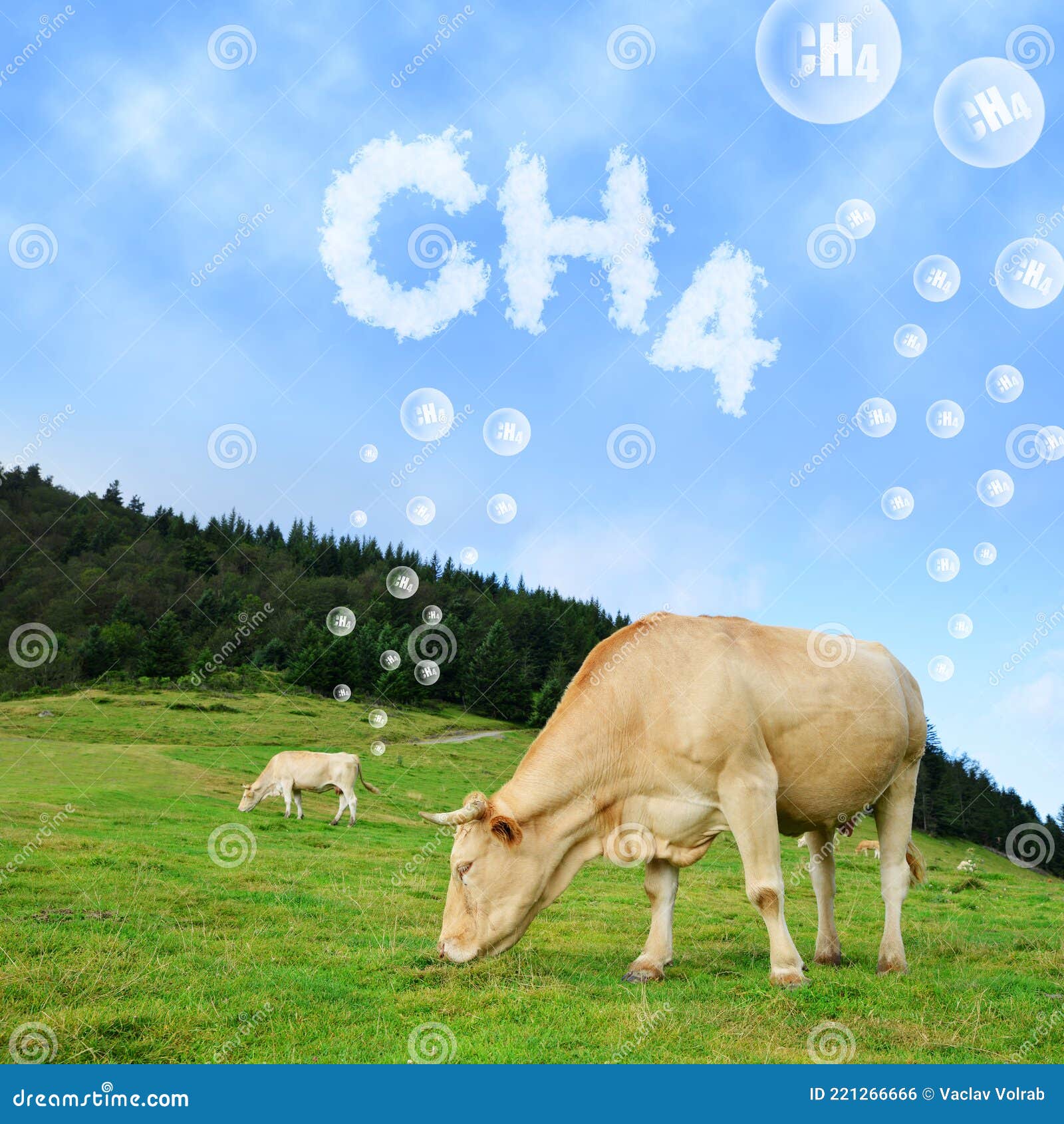 cow grazing on pasture with ch4 text from clouds at the background.