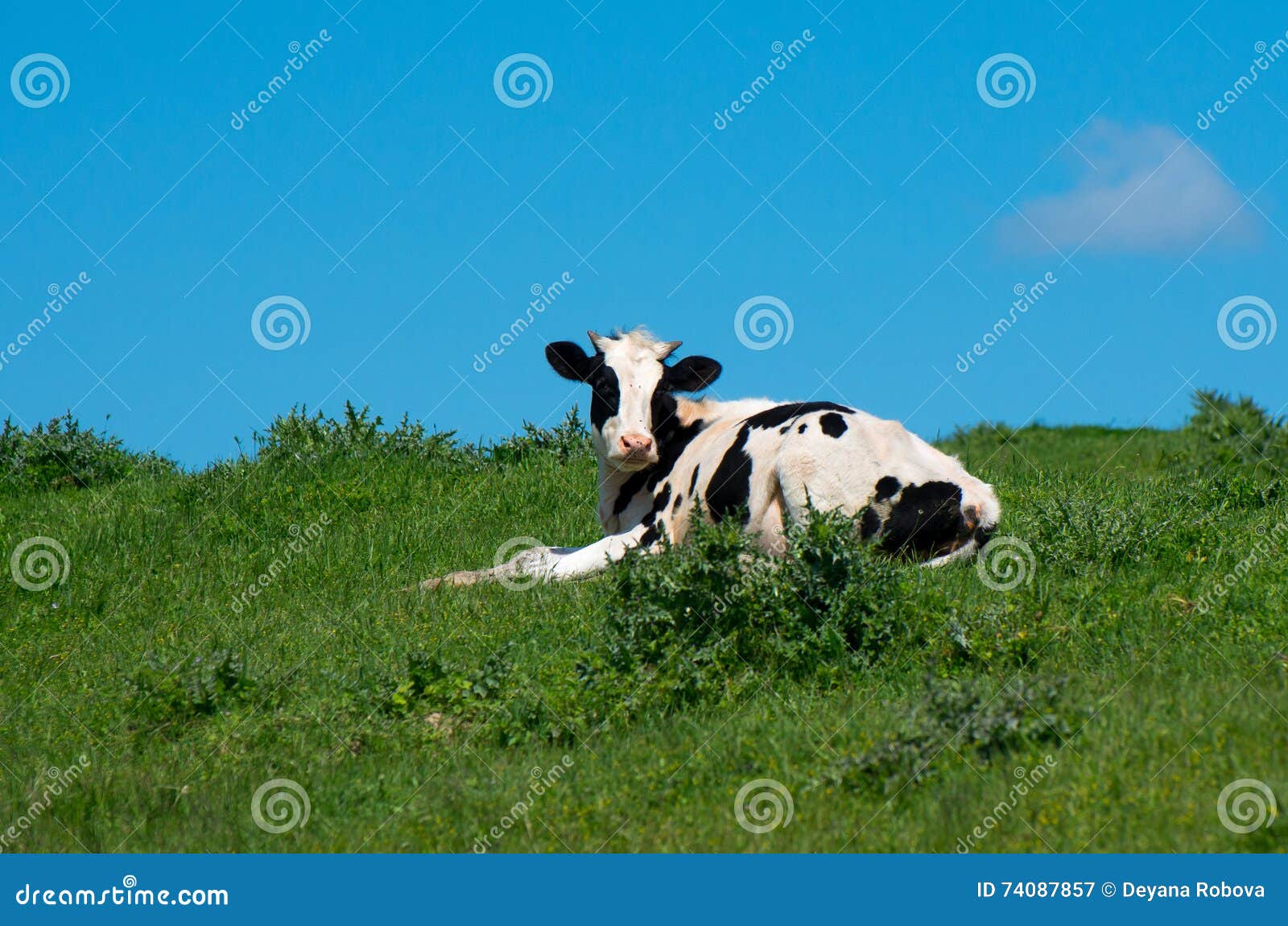 Cow on green meadow. stock image. Image of farmland, livestock - 74087857