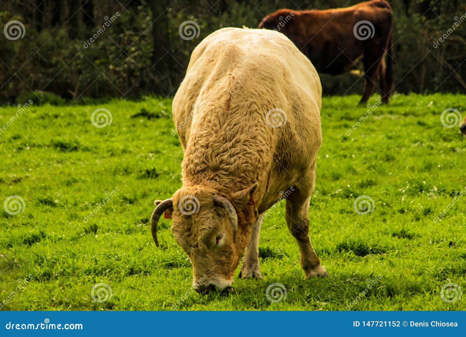 Cow with Hair Grazing in a Green Field in Winter Stock Photo - Image of  cattle, cows: 147721152
