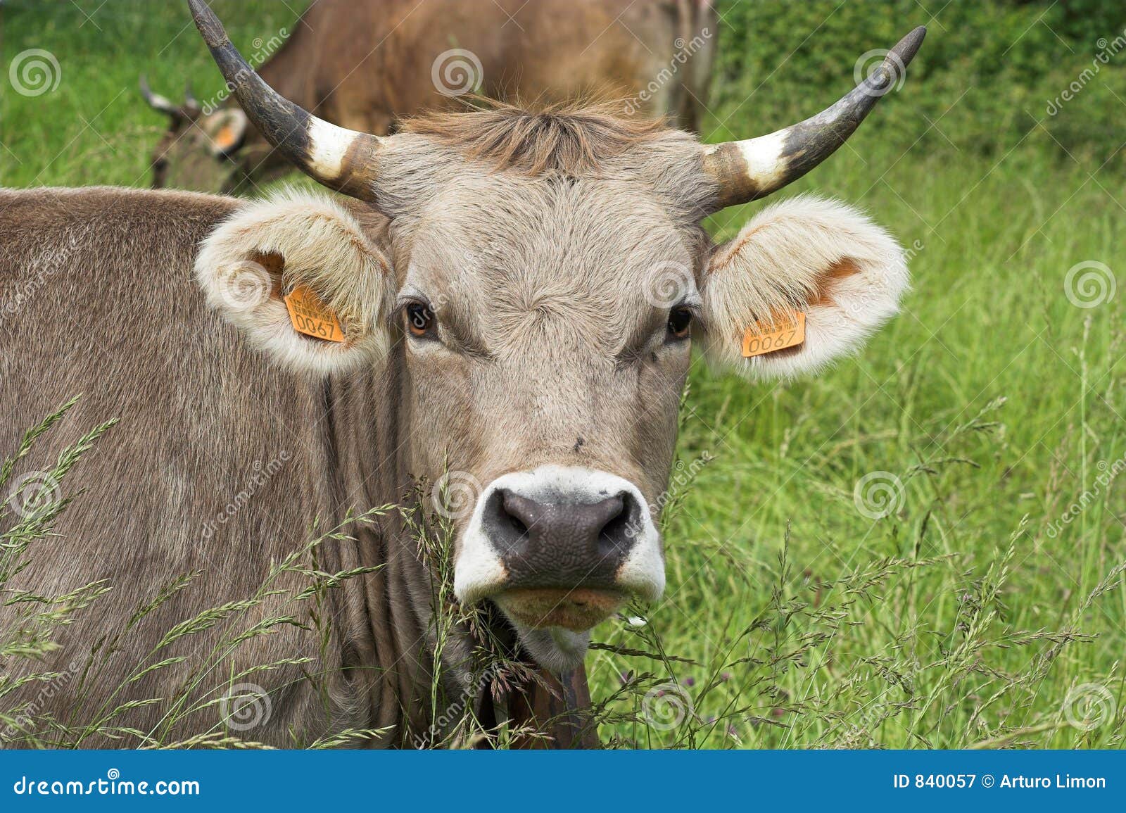 Cow Head Royalty Free Stock Photography Image 840057