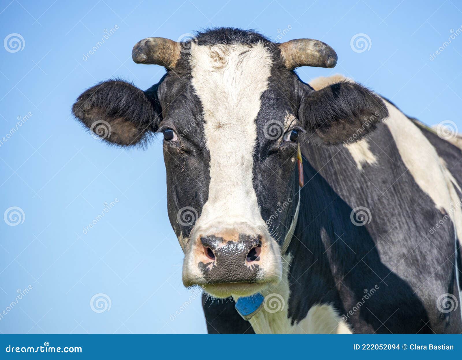 Time composition of cow head Stock Photo - Alamy