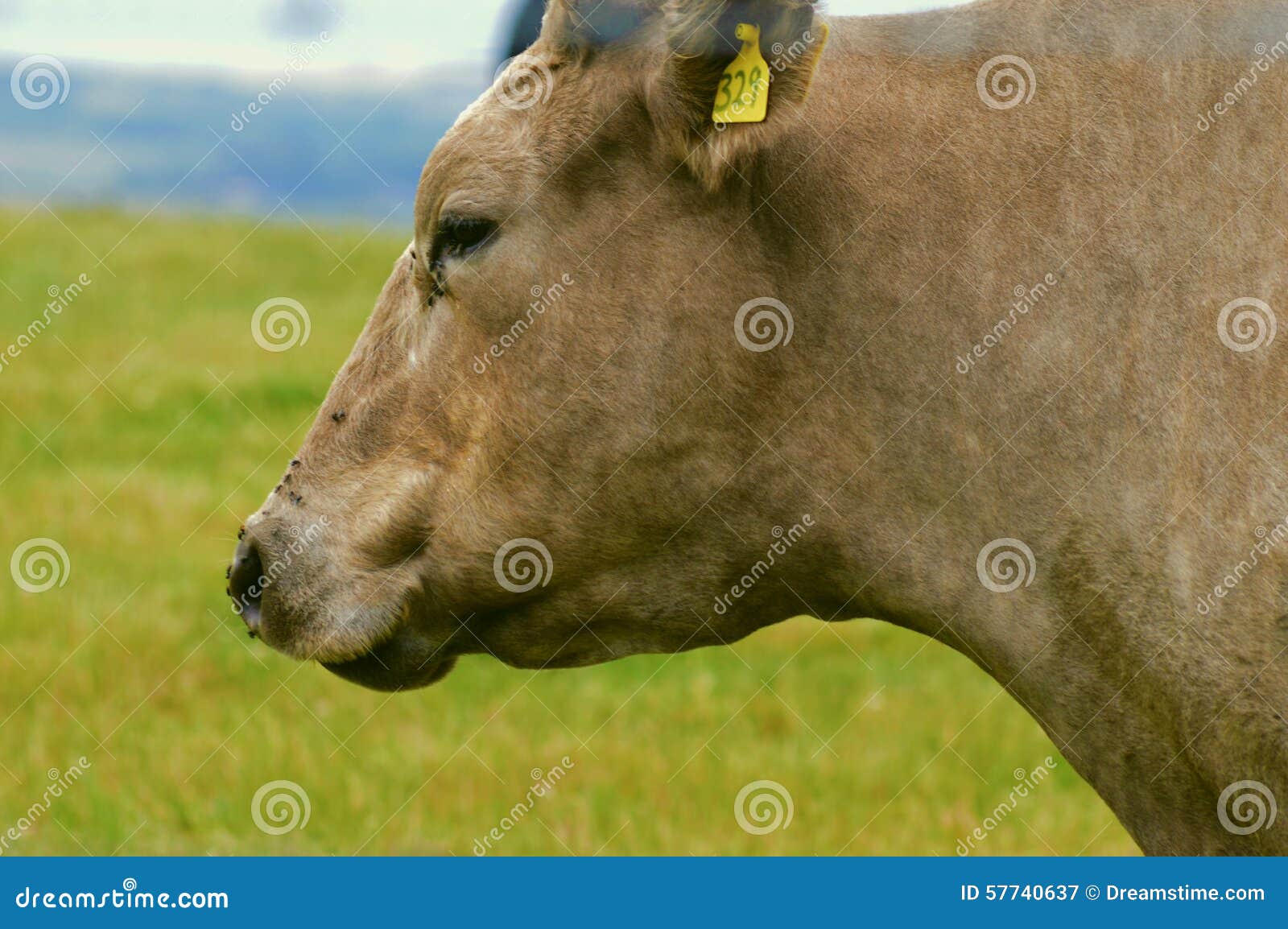 Cowhead stock image. Image of nature, peace, farmland 57740637
