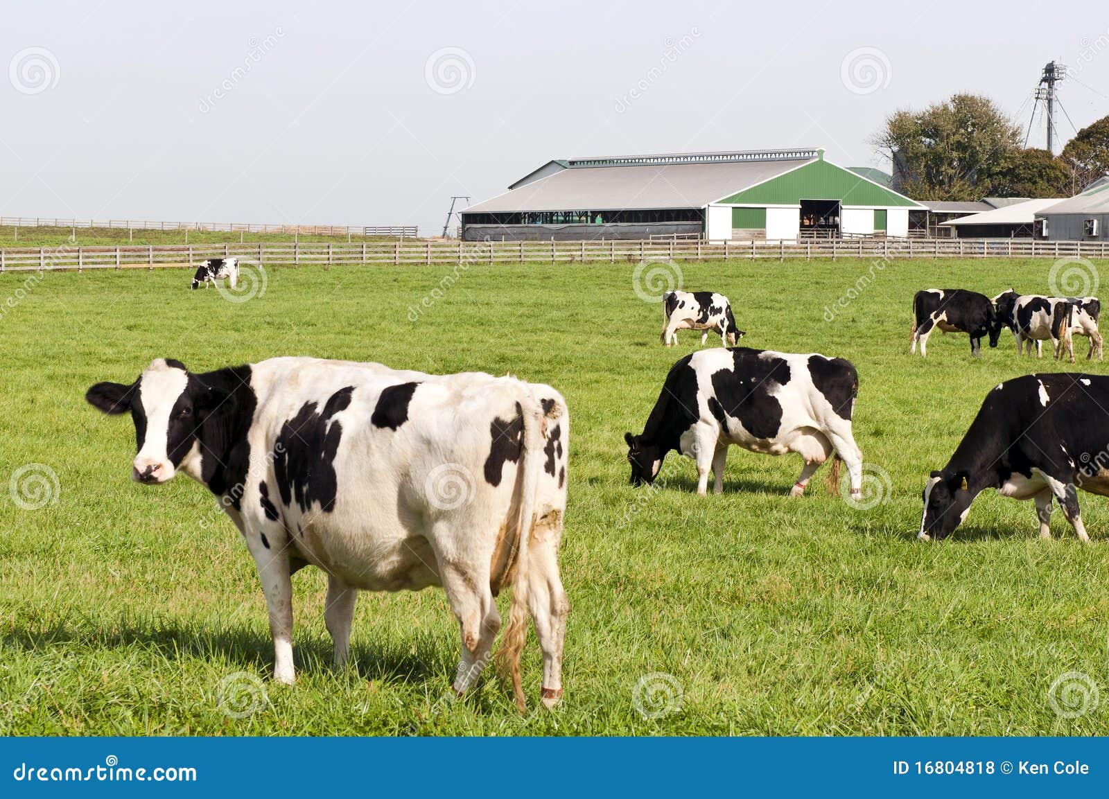 cow herd in farm pasture