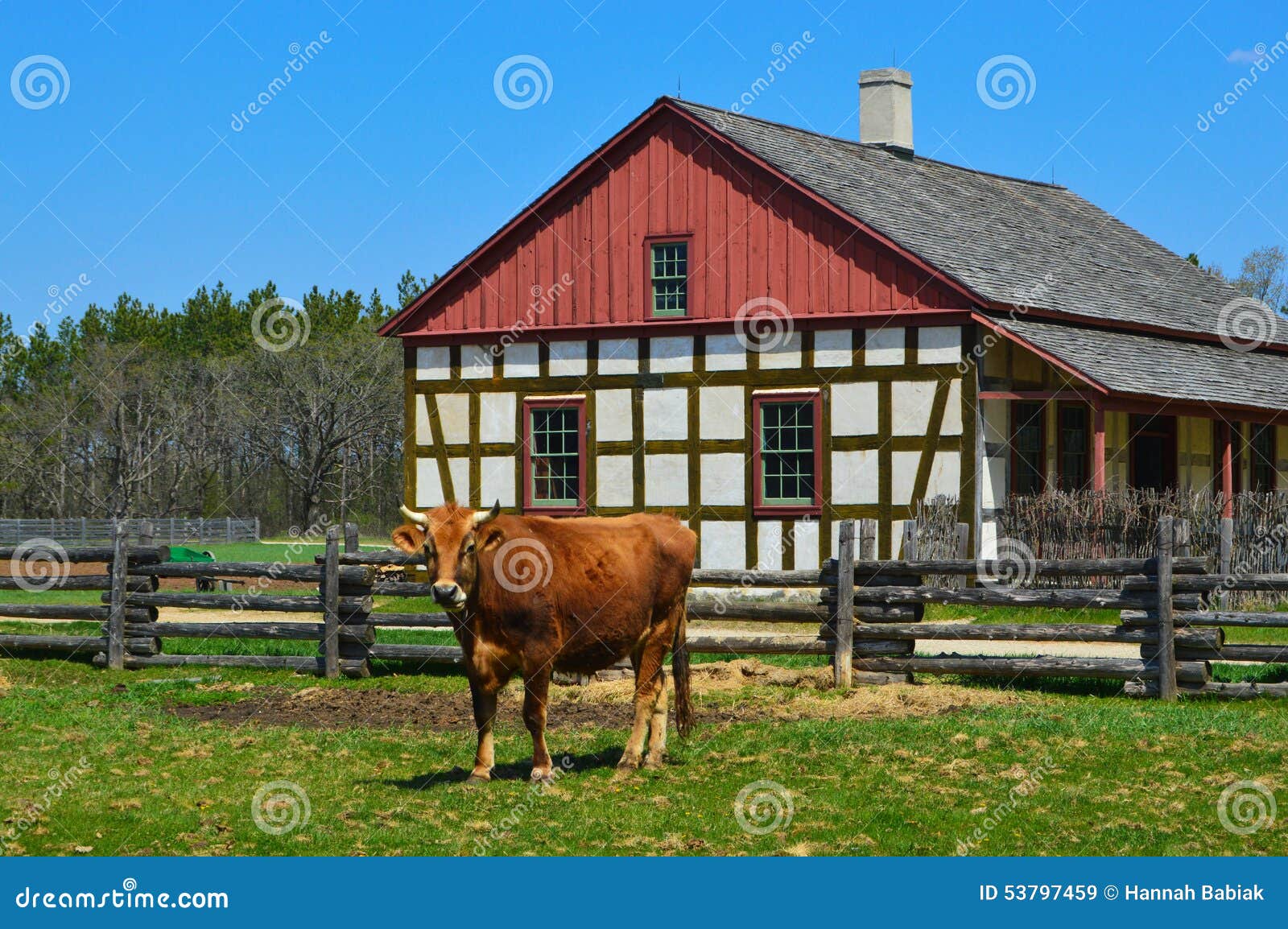 cow historical schultz farm house