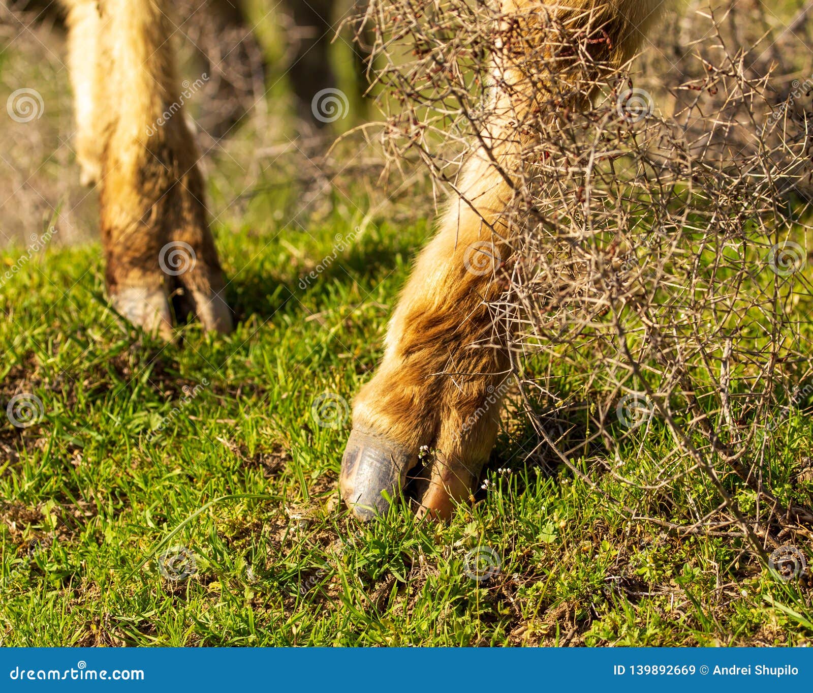 Cow Hooves on the Grass in Spring Stock Image Image of farm, dairy