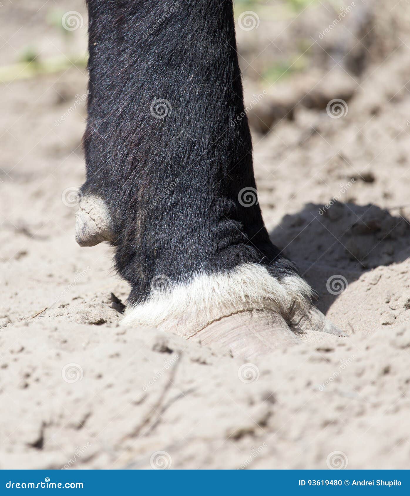 Cow hooves stock photo. Image of foot, horse, bull, dusty 93619480