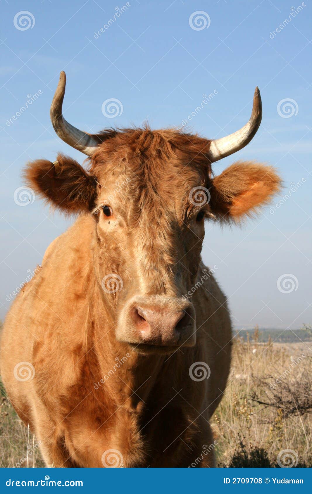 Cow with Horns stock photo. Image of rural, cattle, bovine - 2709708