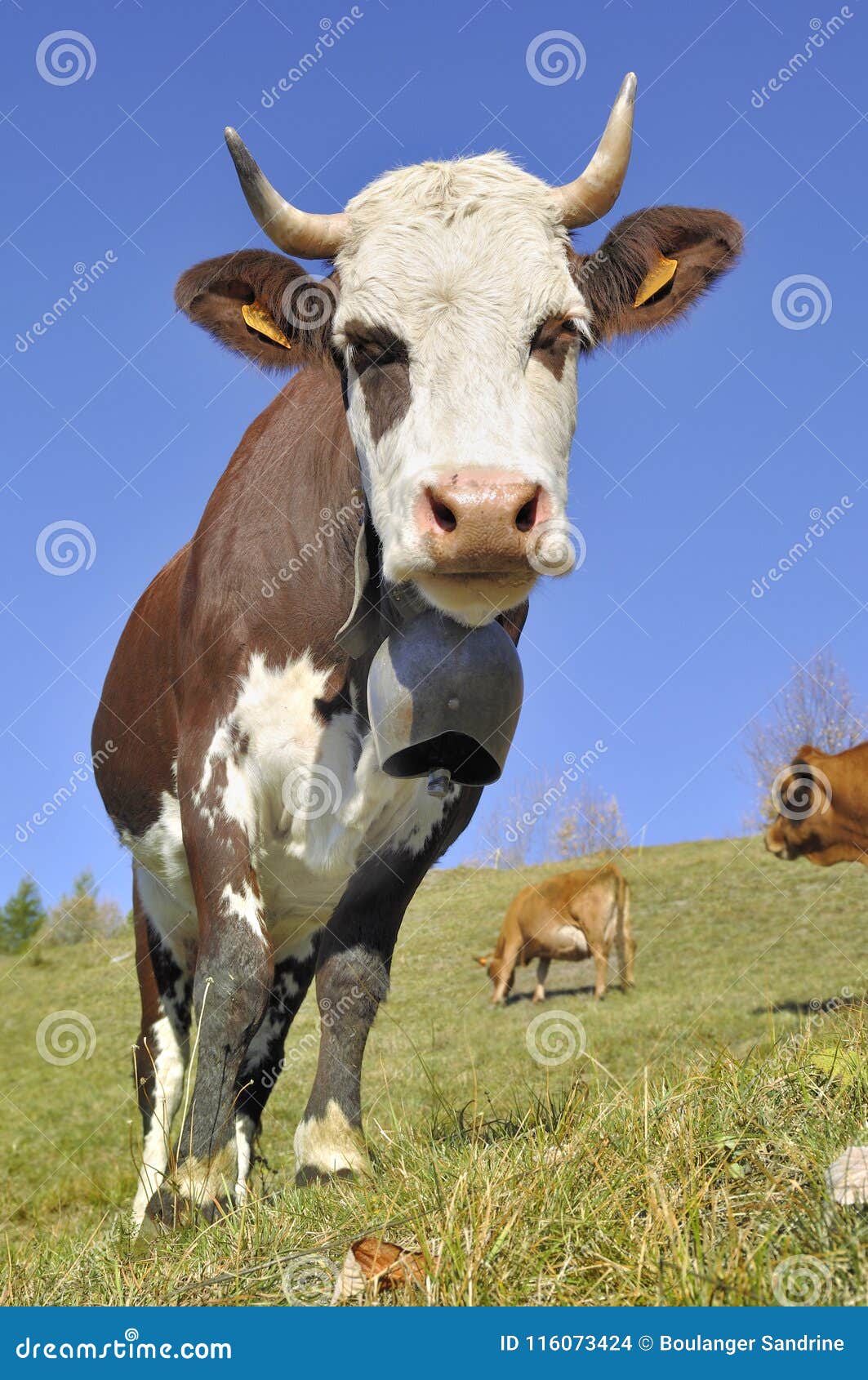 Cow with horns in pasture stock photo. Image of dairy 116073424