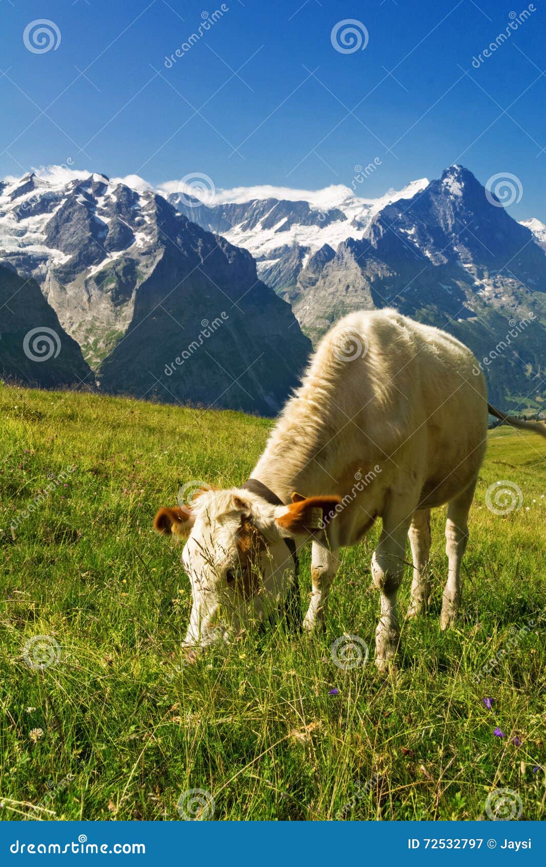 Cow In Idyllic Alpine Landscape Alps Mountains And Countryside In