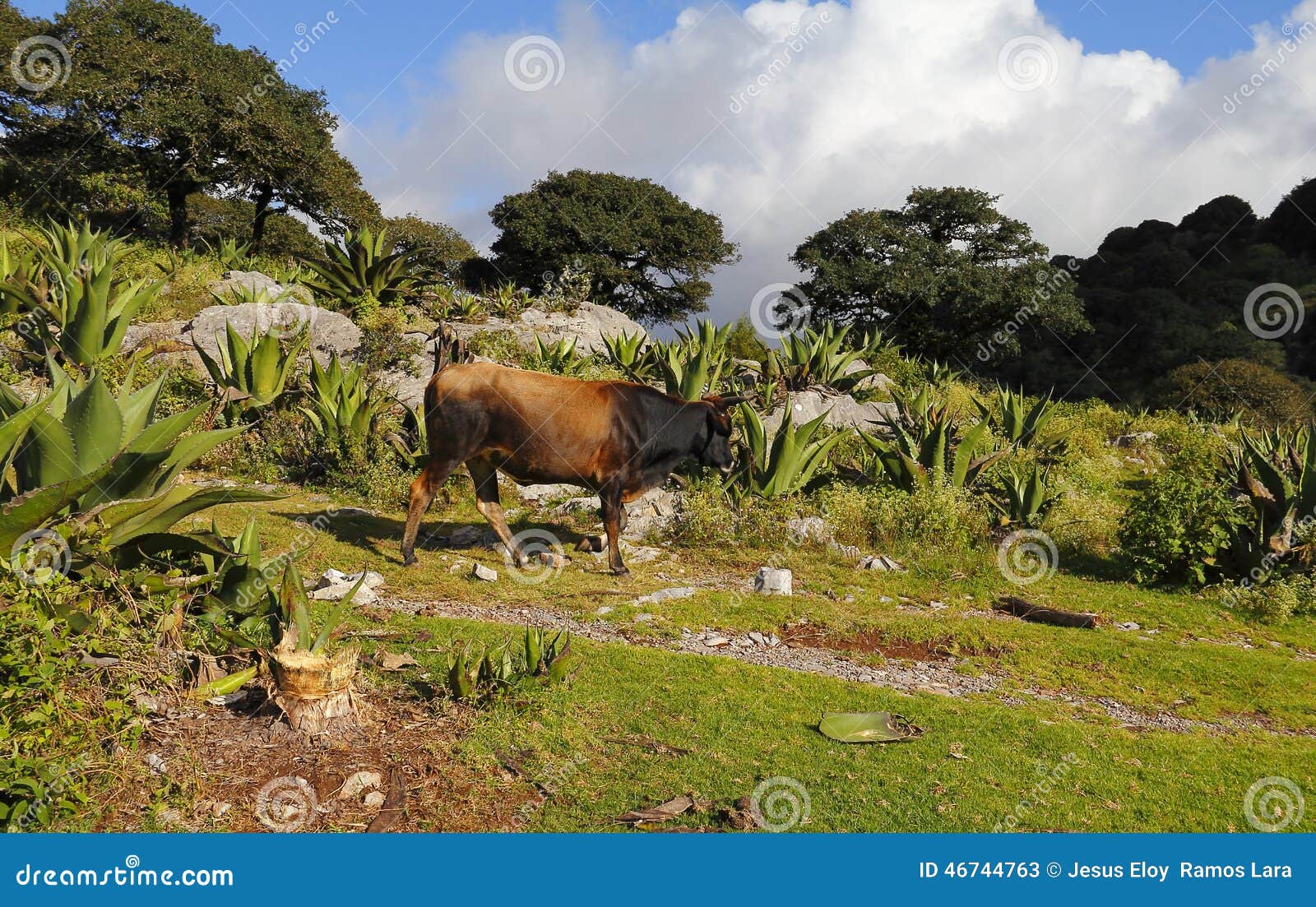 cows, oaks and maguey madrecuishe, nature in san luis potosi, ii