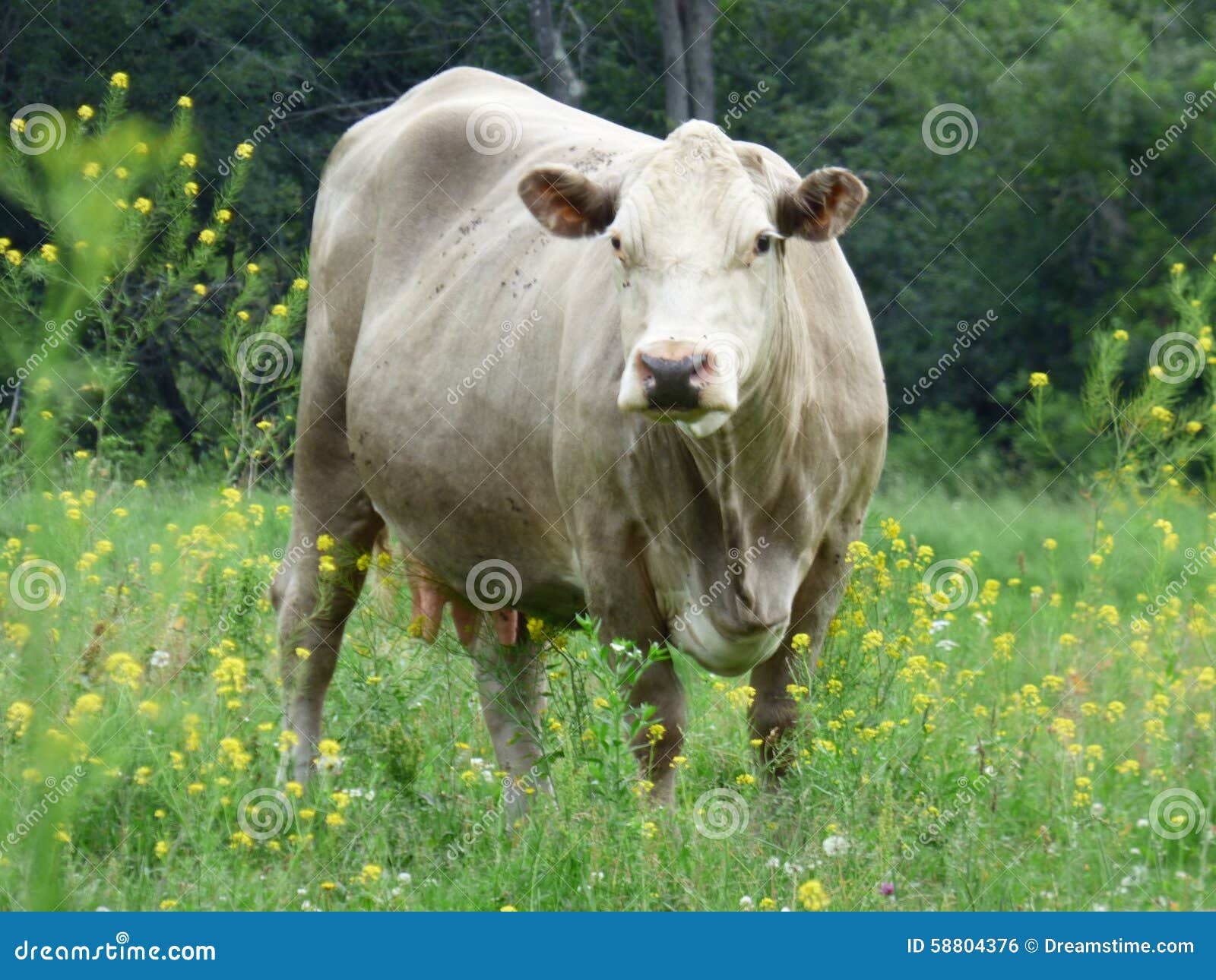 Cow stock photo. Image of farm, haunted, country, meadows 58804376