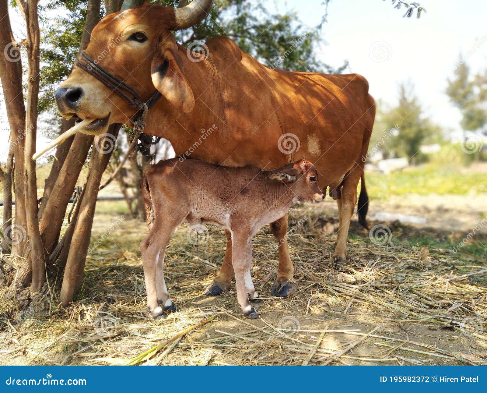 Cow with its baby calf stock photo. Image of grazing 195982372
