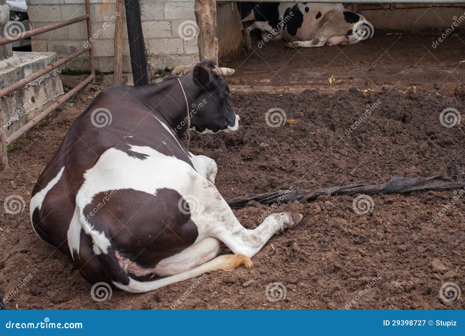 cow laying down in cowshed royalty free stock photography