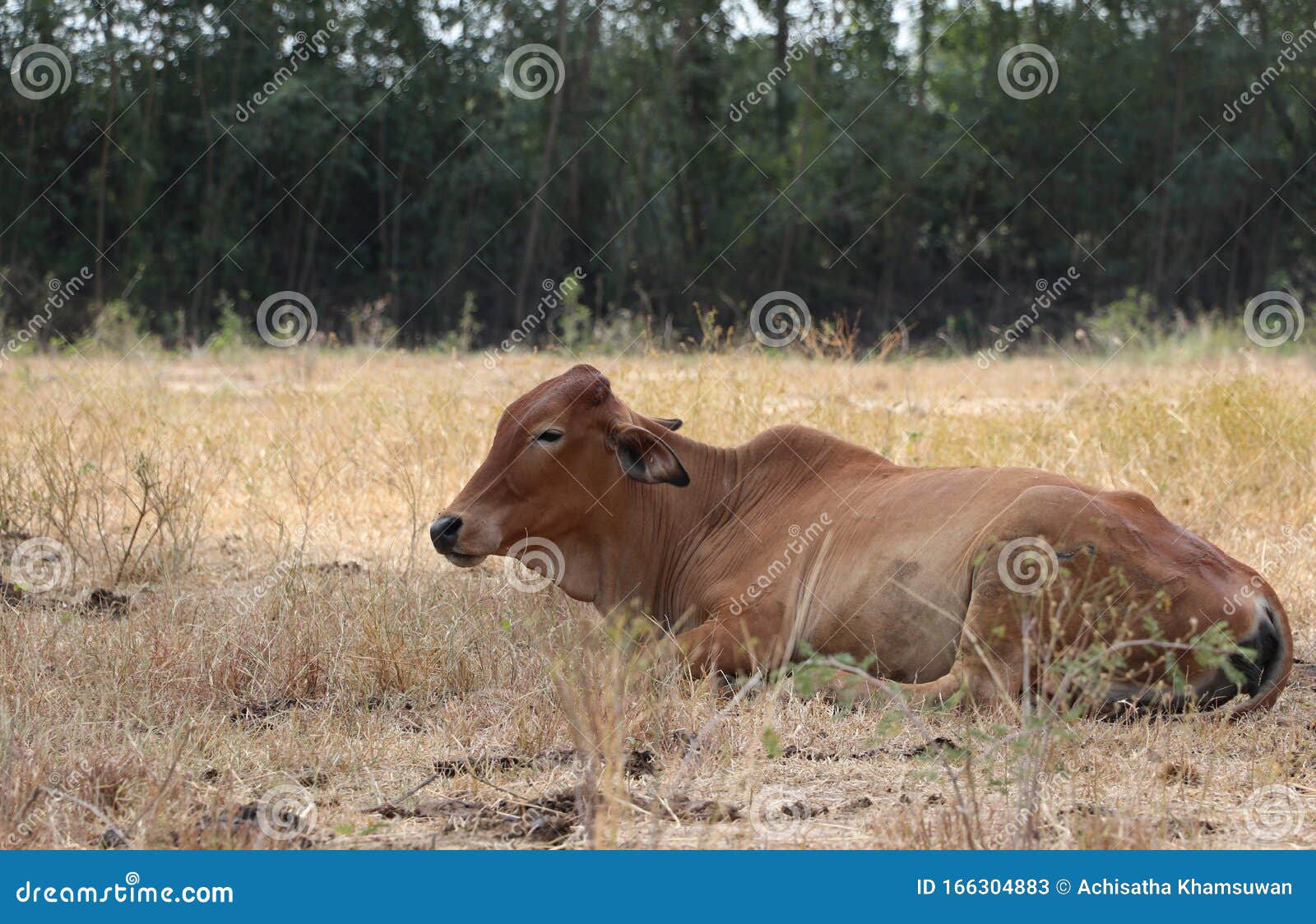 A Cow Laying Down in the Grassland Stock Image Image of grassland