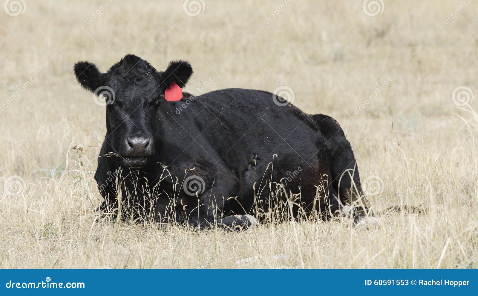 Cow Lying Down Stock Images Download 469 Royalty Free Photos