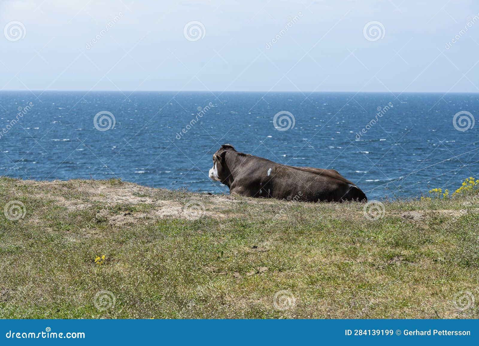 a cow lying on the edge of a hill by the sea.