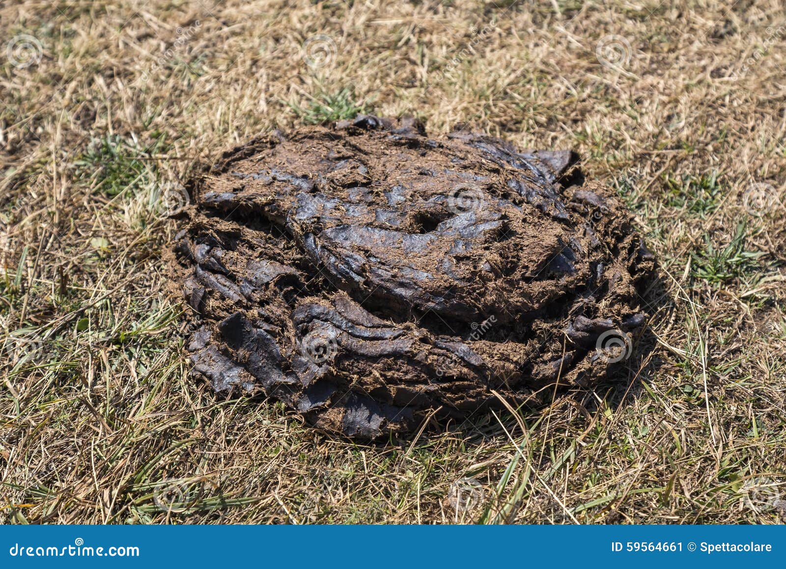 Cow Manure On The Grass Stock Image Image Of Shit Brown 59564661