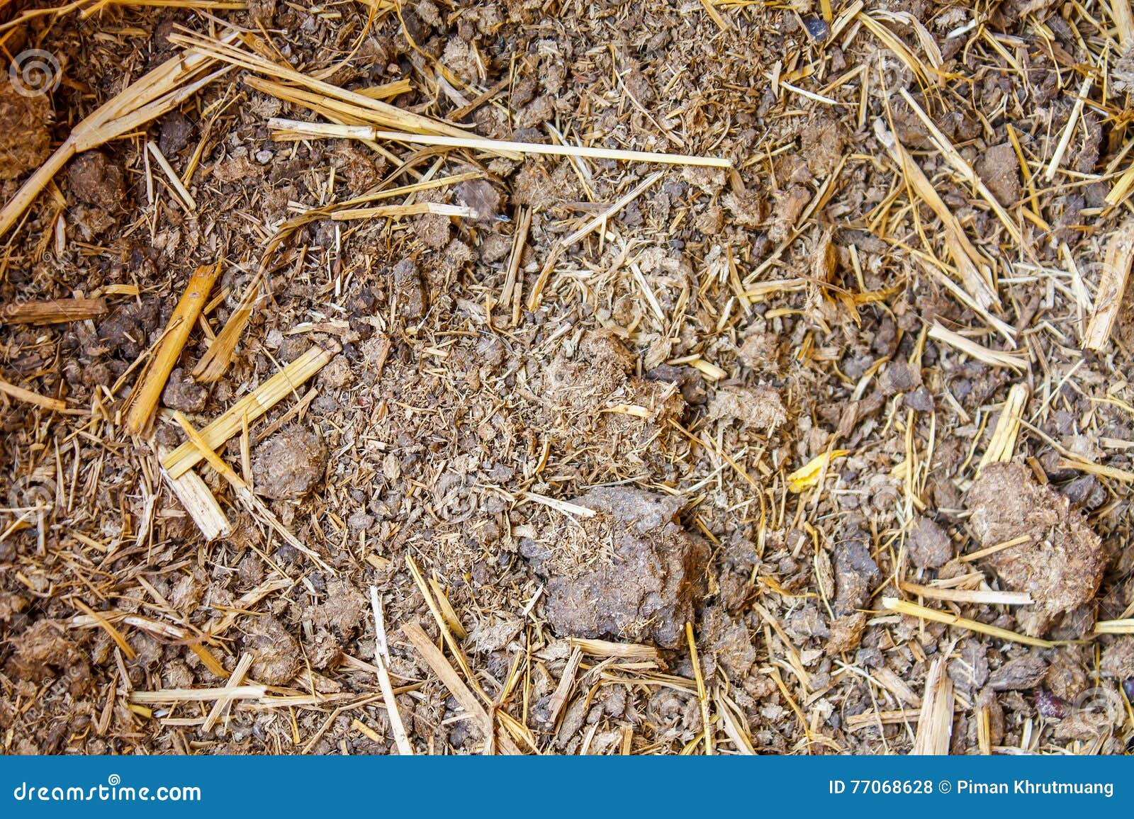Cow manure stock photo. Image of horse, grass, gardening 77068628