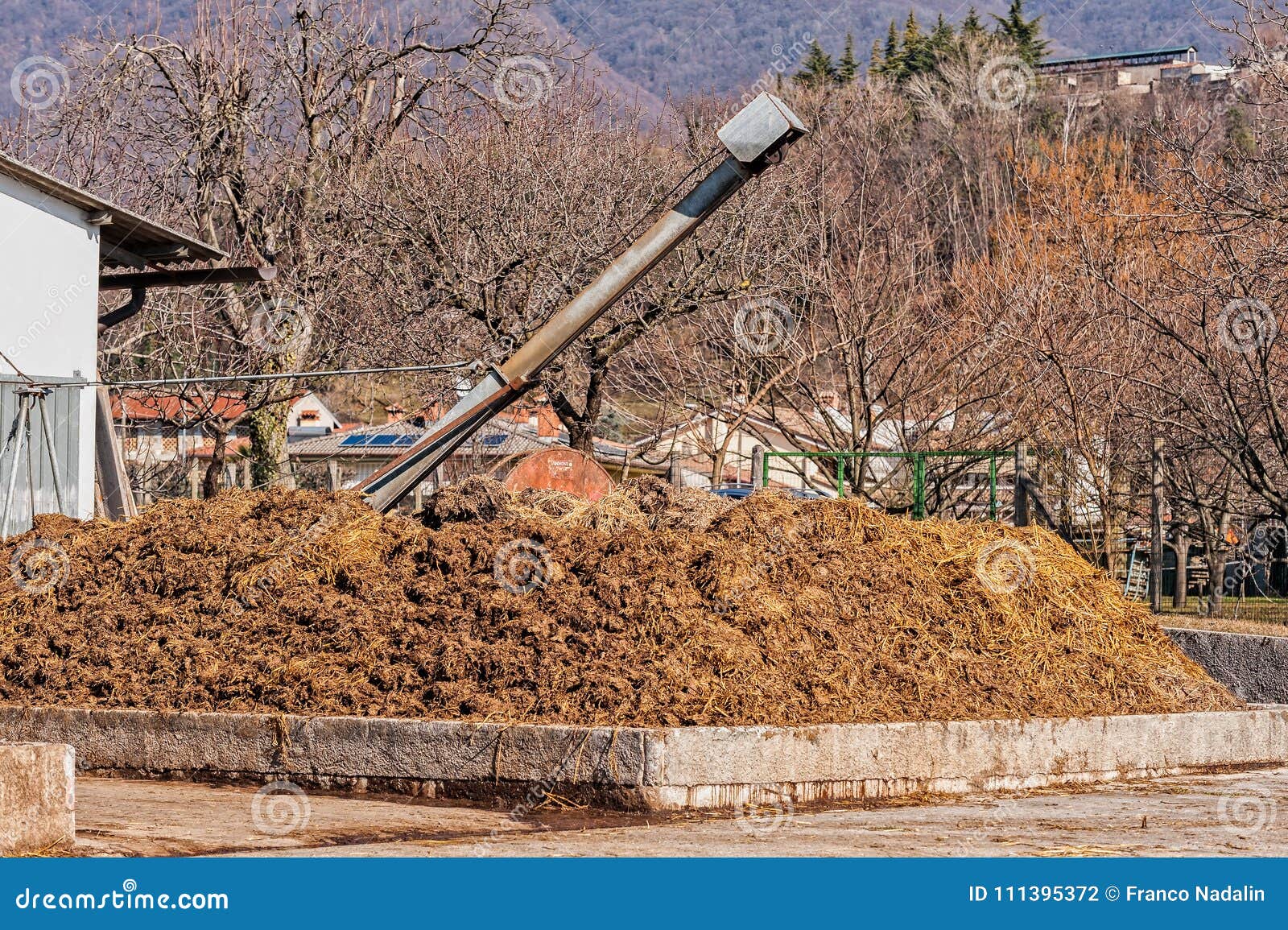 Cow Manure That Will Be Used To Fertilize Stock Photo Image Of