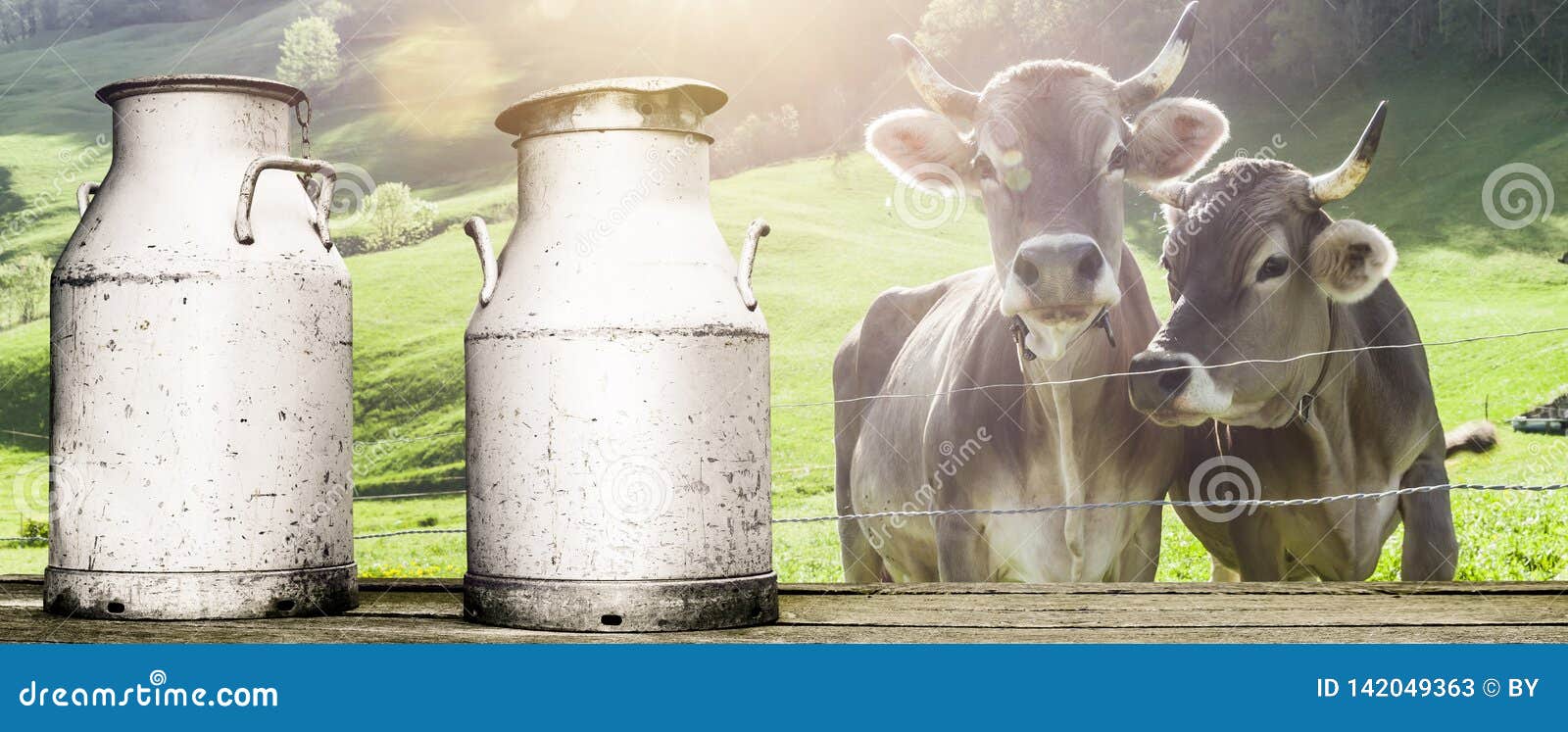 Cow with milk cans stock image. Image of cans, farm 142049363