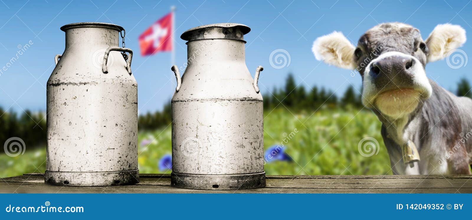 Cow with milk cans stock photo. Image of flag, dairy 142049352
