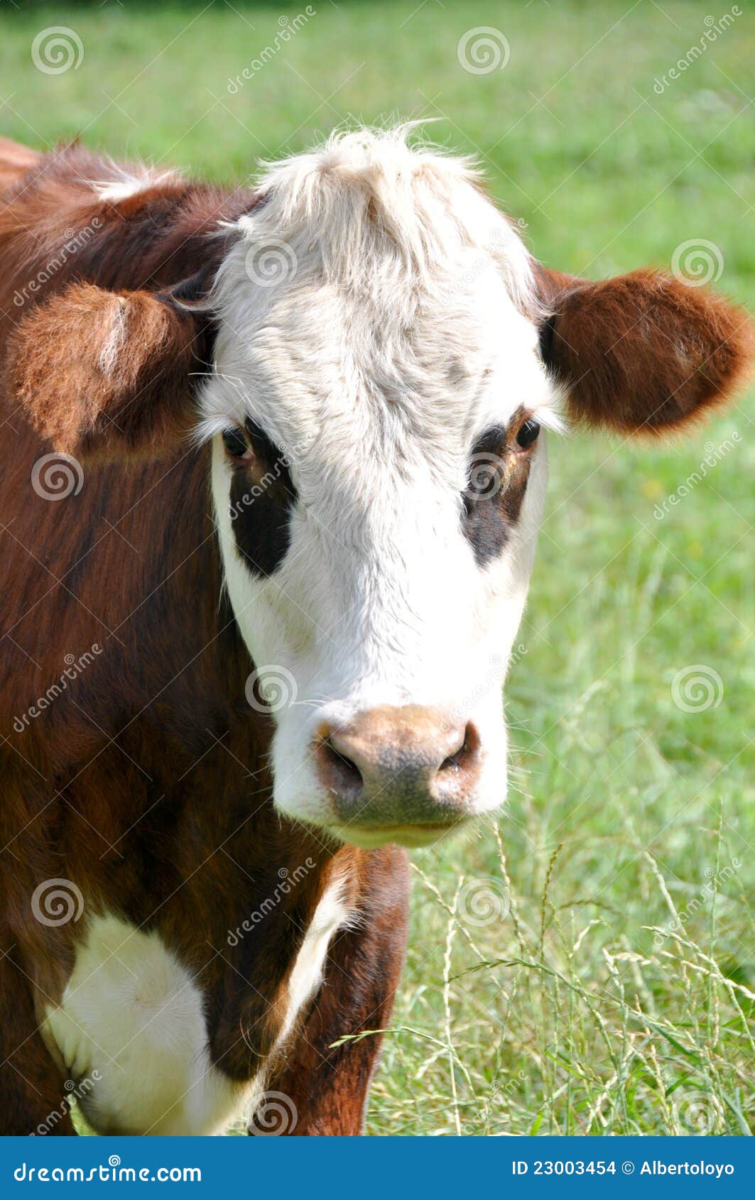 Cow in New Zealand stock photo. Image of animal, countryside 23003454