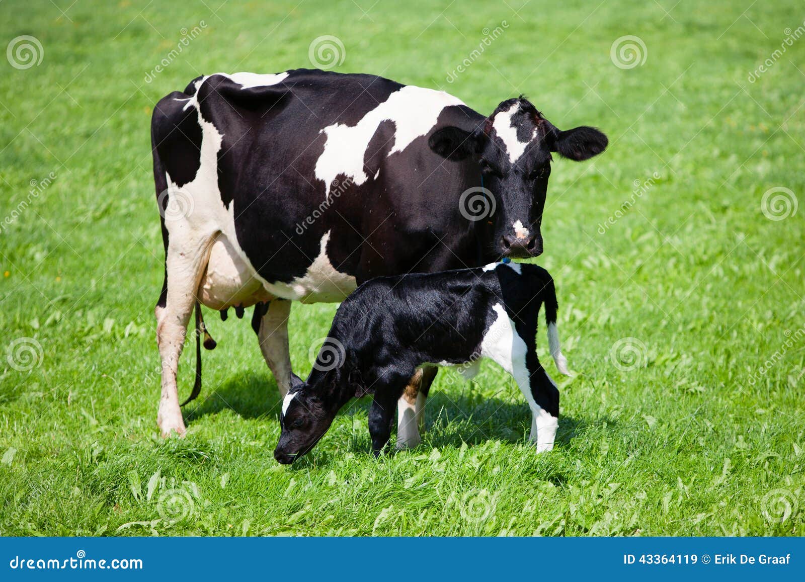 cow with newborn calf