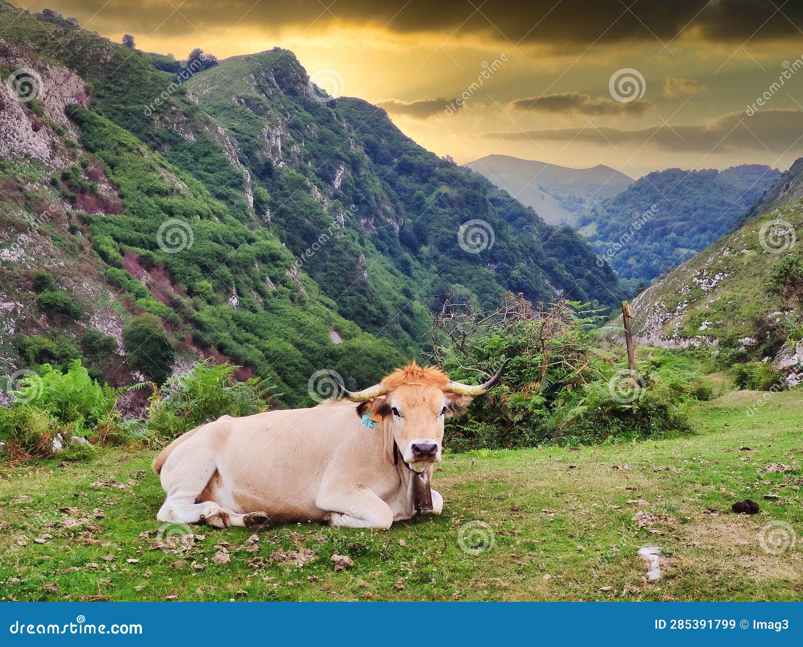 a cow next to foces del rio pendon, pendon gorges route, nava, asturias, spain