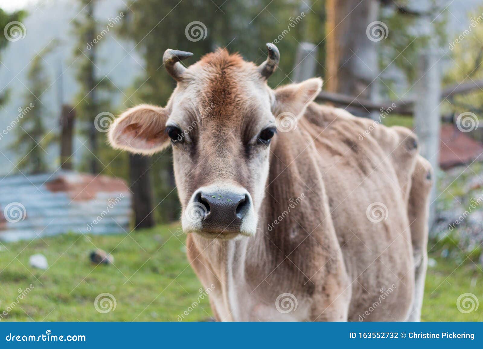 a cow in northern india grazing in a field