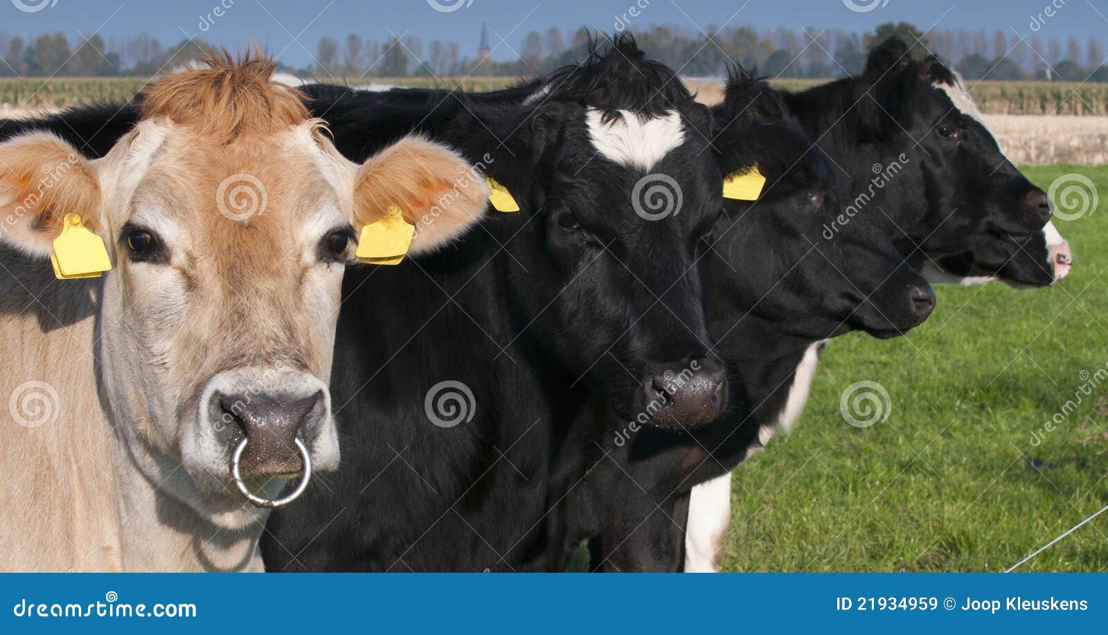  Cow  with nose  piercing  stock image Image of rural grass 