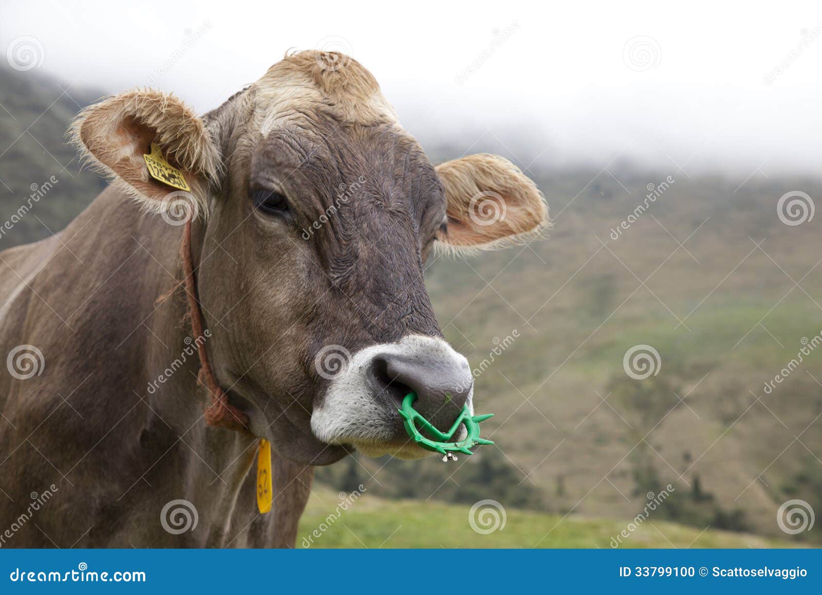 Featured image of post Piercing Vaca Ear lobe piercing is the most common type of piercing across the globe and it s one of the earliest forms of body modification