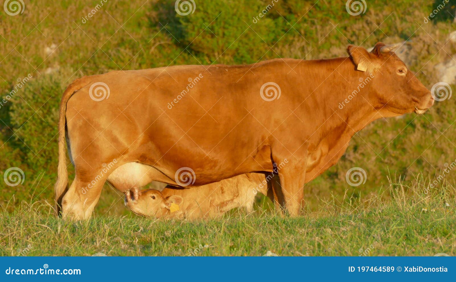 Cow Nursing Her Calf in the Mountain at Sunset Stock Image Image of